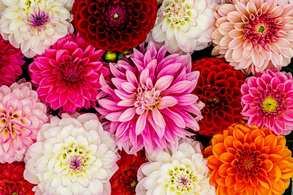 30 Dahlia Showtime-Showpiece Flower Seeds - Made in USA, Ships from Iowa