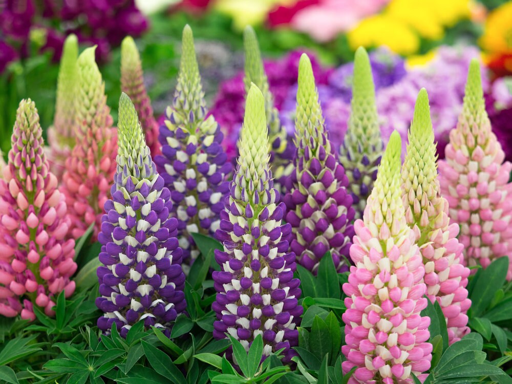 Giant Russell Lupine Wildflower Seeds - 100 Seeds to Plant