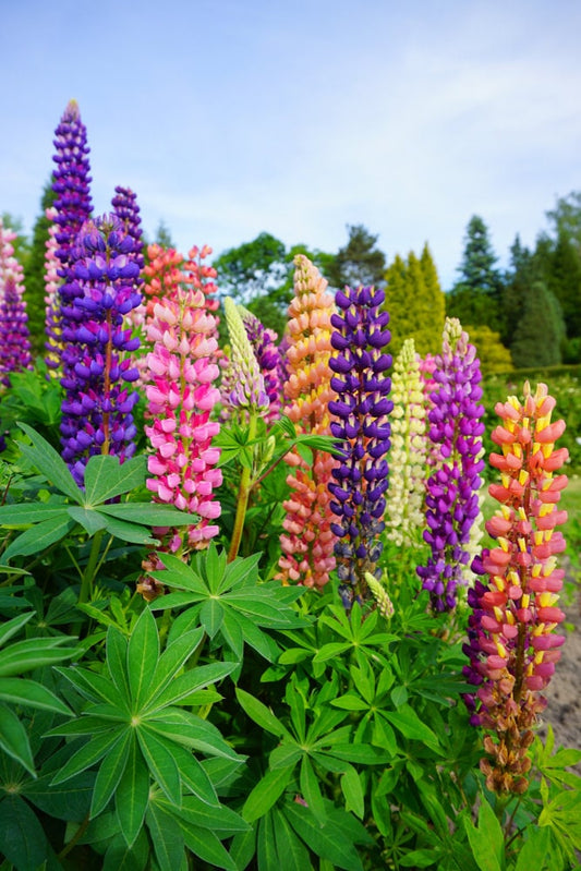 Giant Russell Lupine Wildflower Seeds - 100 Seeds to Plant