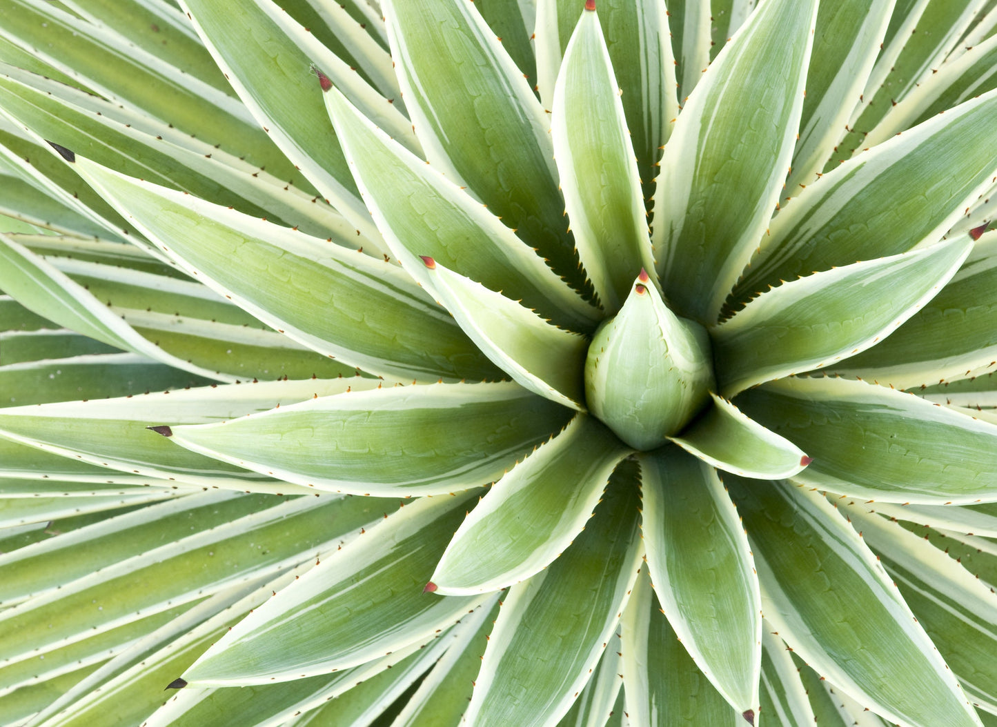 Agave Species Seed Mix for Planting - 30 Seeds - Grow Agave - Ships from Iowa, USA