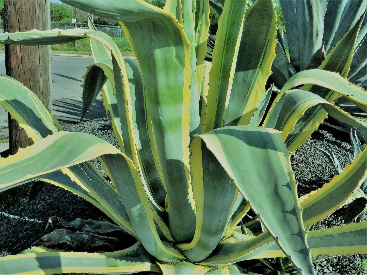 Agave Species Seed Mix for Planting - 50 Seeds - Grow Agave - Ships from Iowa, USA