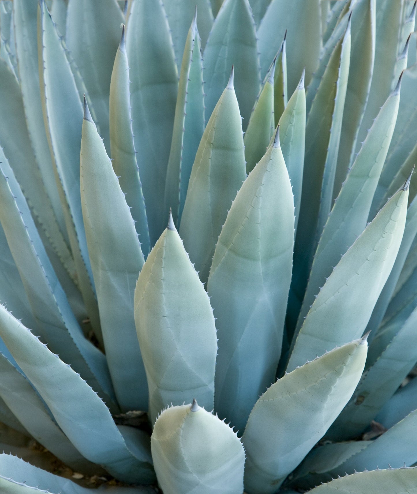 Agave Species Seed Mix for Planting - 50 Seeds - Grow Agave - Ships from Iowa, USA