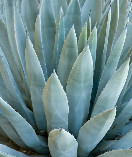 Agave Species Seed Mix for Planting - 30 Seeds - Grow Agave - Ships from Iowa, USA