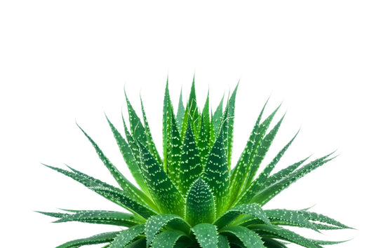 Aloe Species Seed Mix for Planting - 30 Seeds - Grow Mixed Aloe - Ships from Iowa, USA