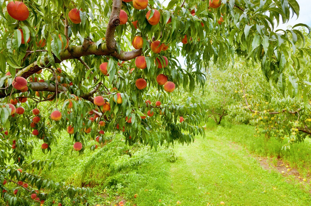peach tree seeds planting Peach Tree Seeds - 4 Large Seeds - Grow Fruit Bearing Bonsai