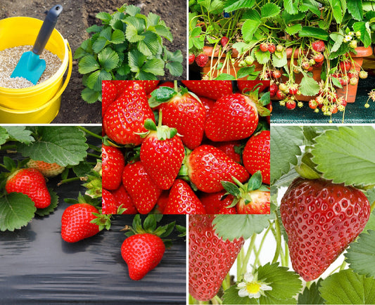 Red Strawberry Seeds - 250+ Seeds - Grow Red Strawberry Vines - Made in USA, Ships from Iowa