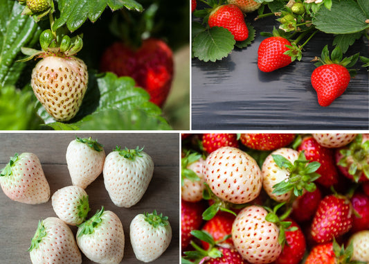 Double the Color Strawberry Duo Packet - 100 Red Strawberry Seeds + 100 White Strawberry Seeds to Plant