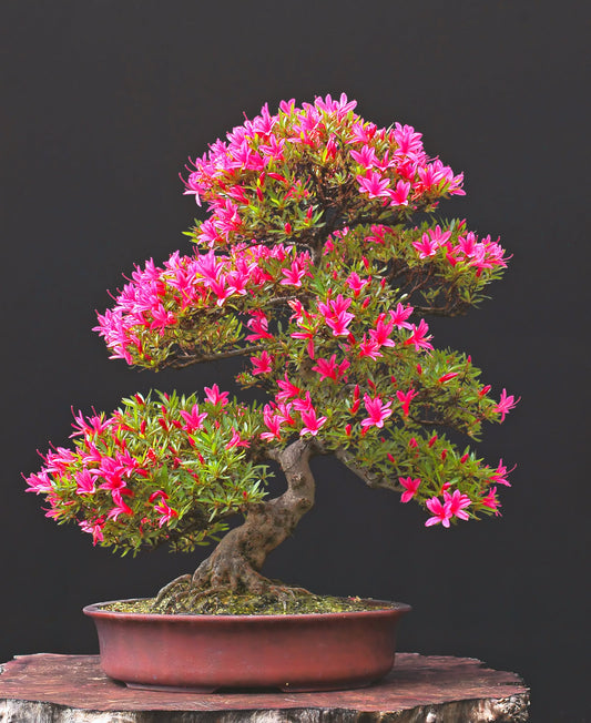 Pink Azalea Bonsai Tree Seeds for Planting- 30 Seeds - Prized Flowering Bonsai Specimen