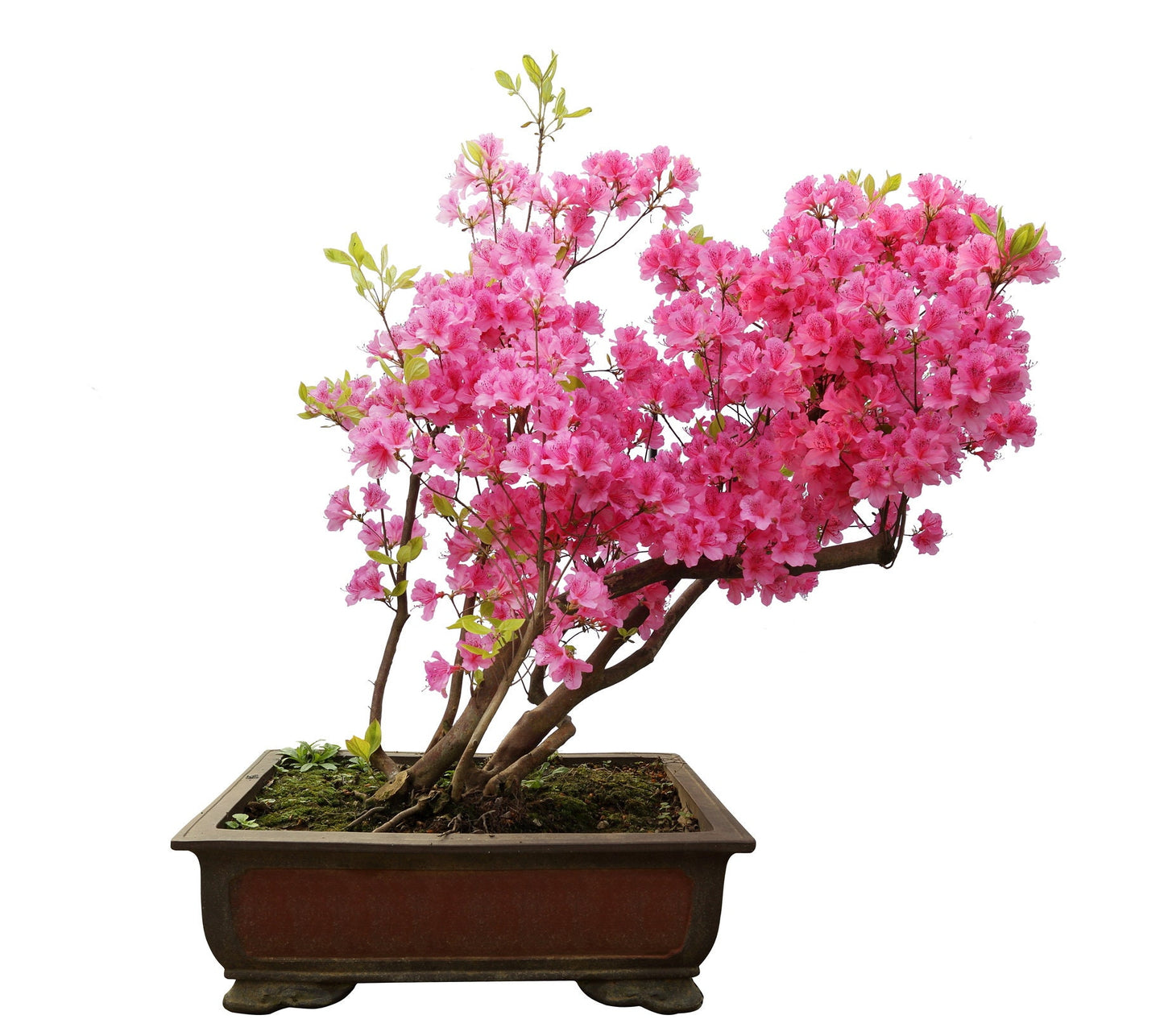 Pink Azalea Seeds - 30 Seeds - Prized for Bonsai