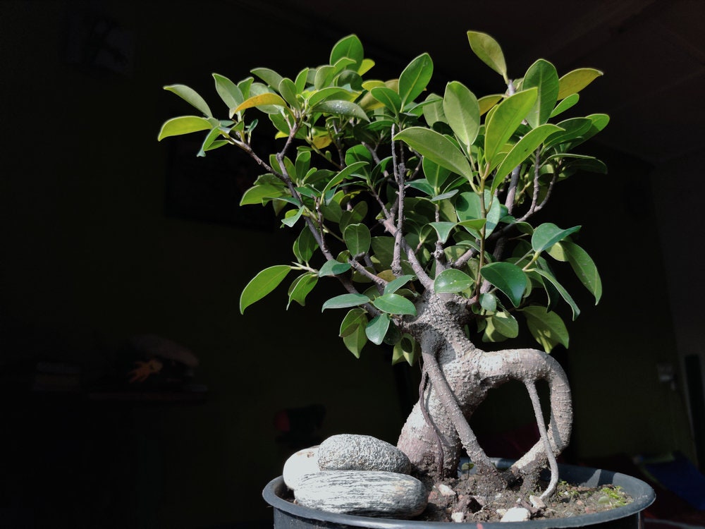 Weeping Fig Bonsai Tree Seeds for Planting - 20 Seeds - Ficus benjamina, Excellent Indoor Plant