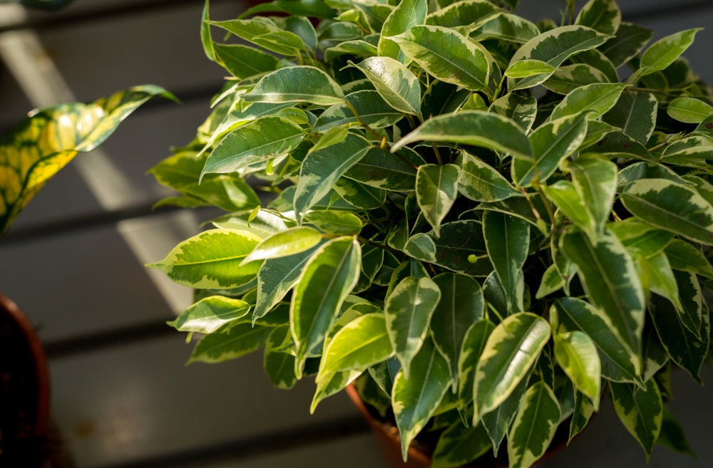 Money Plant Bonsai Tree Seeds for Planting - 30 Seeds - Ficus benjamina, Excellent Indoor Plant