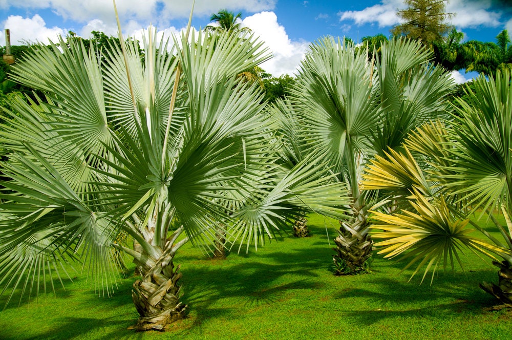 Fan Palm Bonsai Tree Seeds - 10 Seeds for Planting Mexican Fan Palm