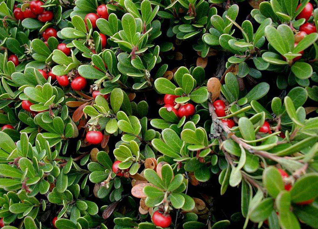 Bearberry Seeds for Planting, 15 Seeds - Attractive Fruit Bearing Ground Cover Plant