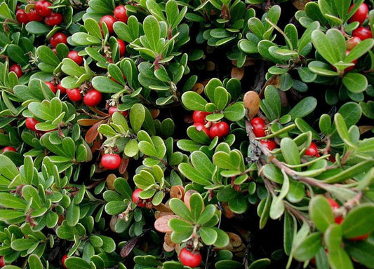Bearberry Seeds for Planting, 15 Seeds - Attractive Fruit Bearing Ground Cover Plant