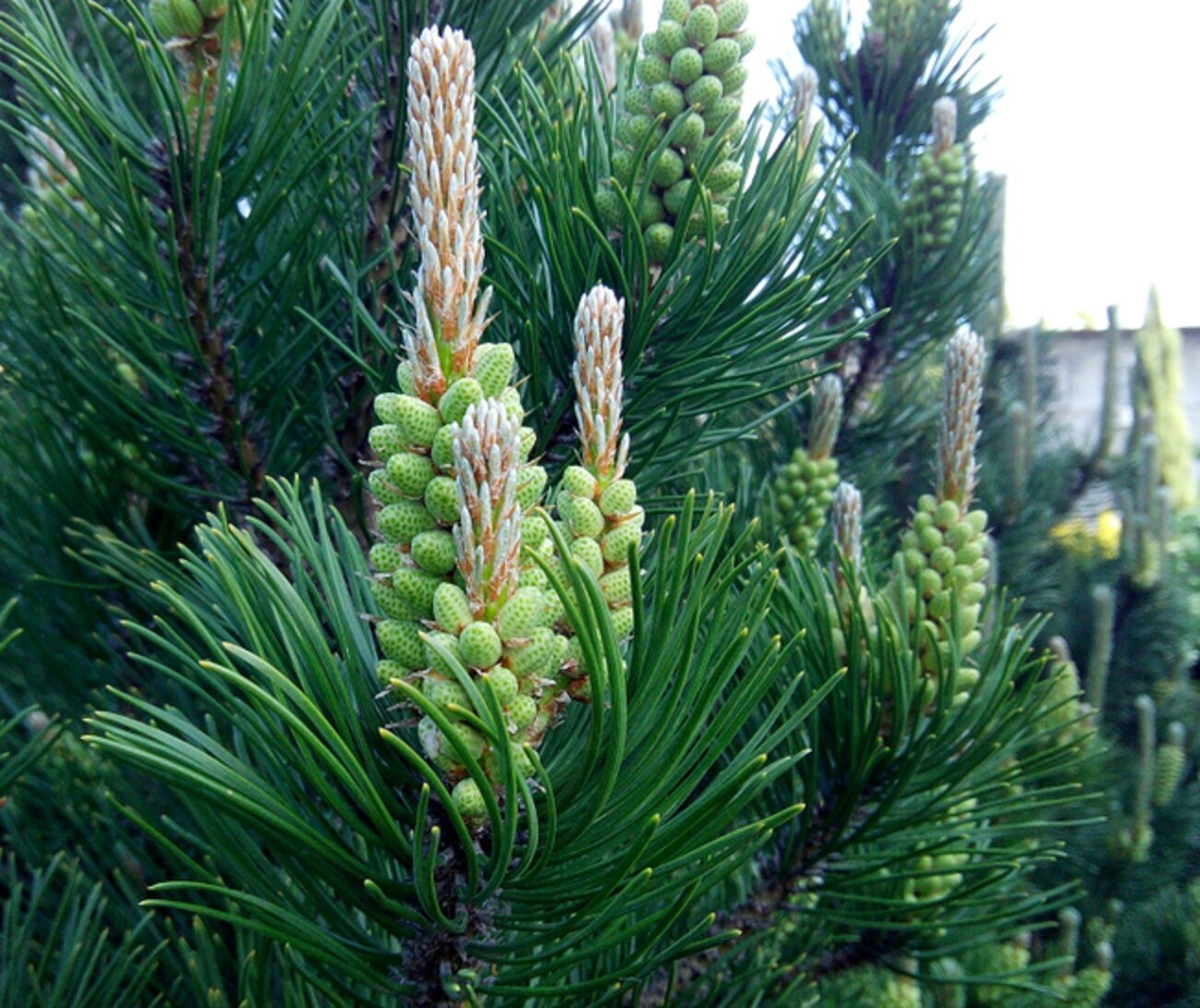 White Spruce Tree Seeds for Planting - 30 Seeds