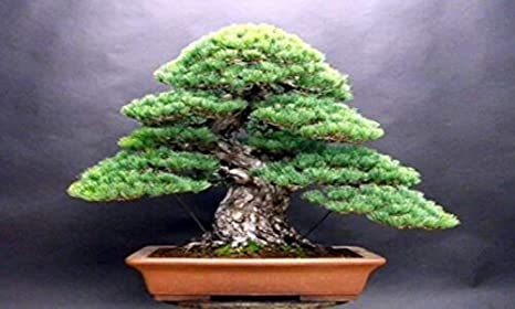 White Spruce Bonsai Tree Seeds for Planting - 30 Seeds