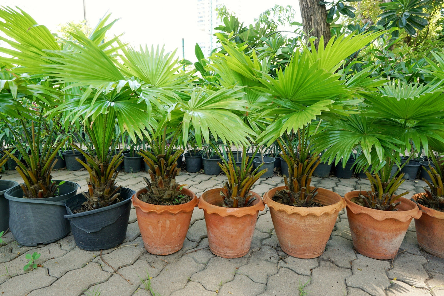 Palmetto Tree Seeds for Planting - 10 Seeds - Sabal Palmetto