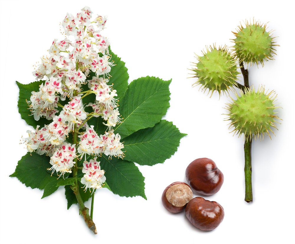 2 Horse Chestnut Seeds for Planting - Amazing and Exotic Fruit Tree