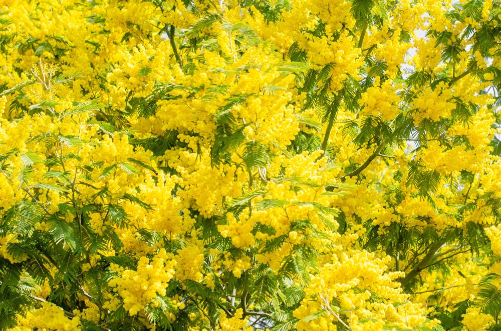 Golden Mimosa Tree Seeds for Planting - 30 Seeds - Acacia baileyana