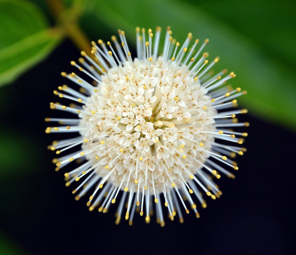 Buttonbush Seeds for Planting - 30 Seeds - Cephalanthus occidentalis