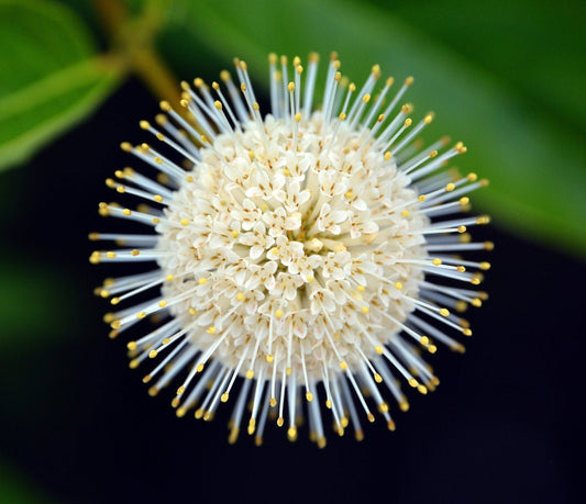 Buttonbush Seeds for Planting - 30 Seeds - Cephalanthus occidentalis