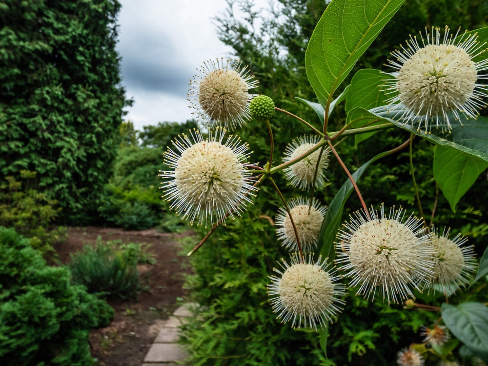 Buttonbush Seeds for Planting - 30 Seeds - Cephalanthus occidentalis