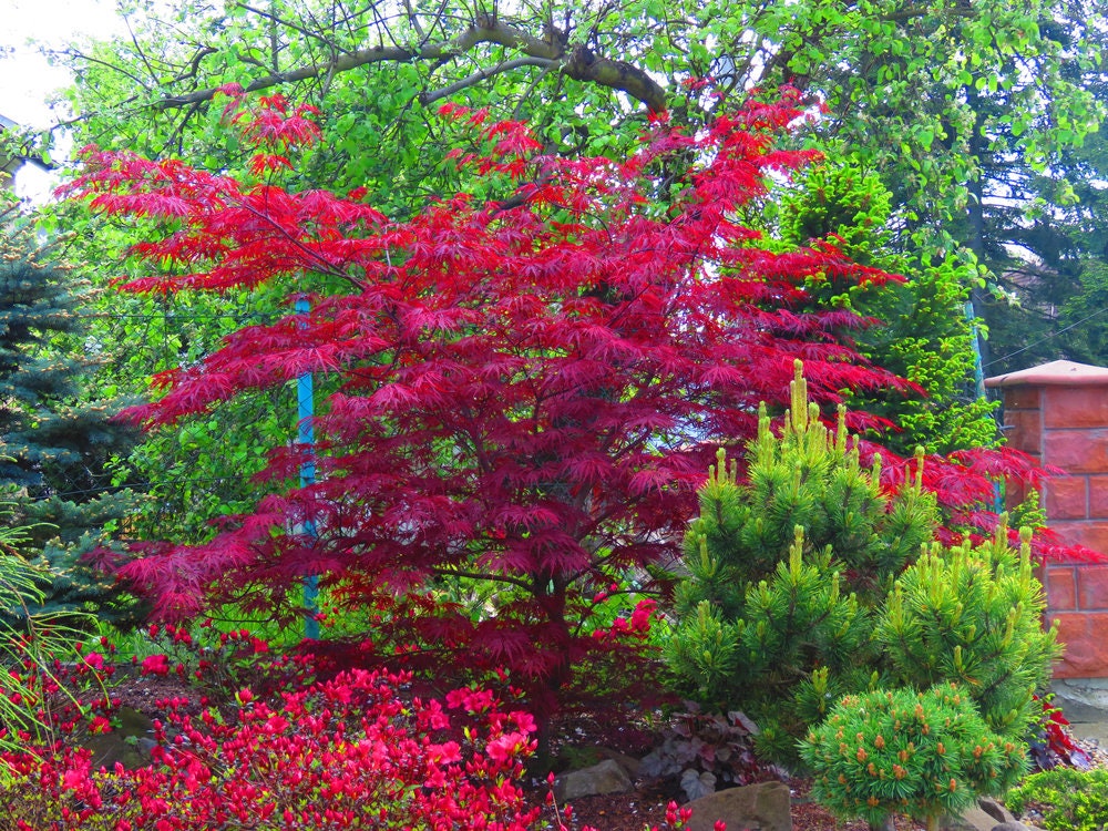 Amur Maple Tree Seeds for Planting - 30 Seeds - Acer tataricum ginnala