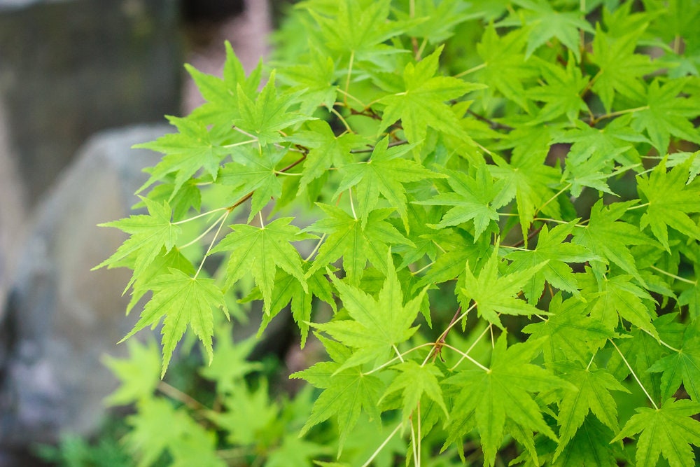 Amur Maple Tree Seeds for Planting - 30 Seeds - Acer tataricum ginnala