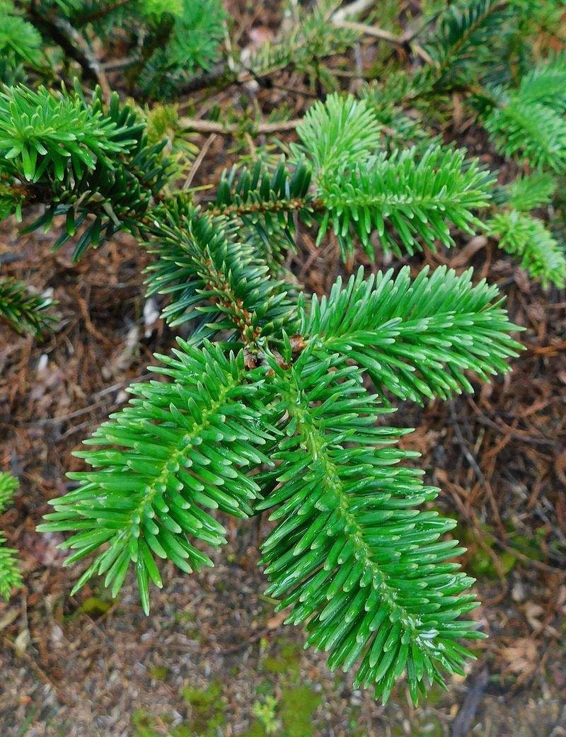 George Fir Tree Seeds - 30 Seeds for Planting - Abies forrestii georgei