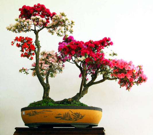 Royal Azalea Bonsai Tree Seeds - 30 Seeds - Rhododendron schlippenbachii