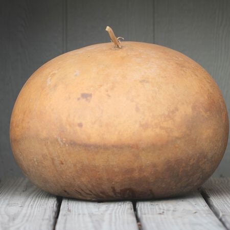 Bushel Gourd Seeds for Planting - 10 Seeds - Grow Giant Round Gourds