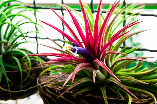 10 Shy Plant Seeds for Planting - Tillandsia Ionantha, Bromeliad Seeds