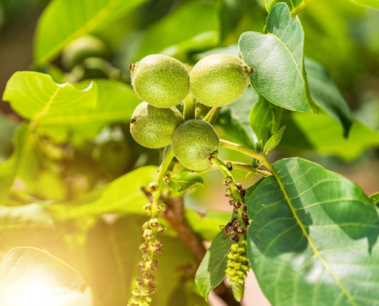 Jupiter's Acorn Tree Seeds for Planting - 2 Seeds - Dwarf Walnut Tree