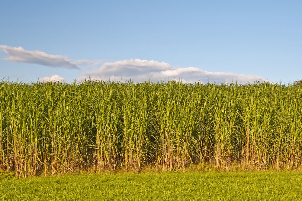 1,000 Switchgrass Seeds for Planting - Fast Growing Prairie Grass