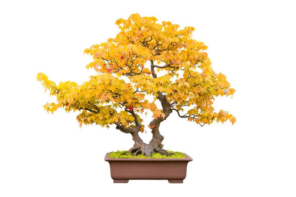 Bonsai Tree Seeds, Trident Maple | 30+ Seeds | Highly Prized for Bonsai, (Acer buergerianum)