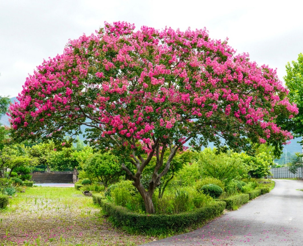 Crape Myrtle Tree Seeds - 50 Seeds - Beautiful Flowering Tree - Crepe Myrtle