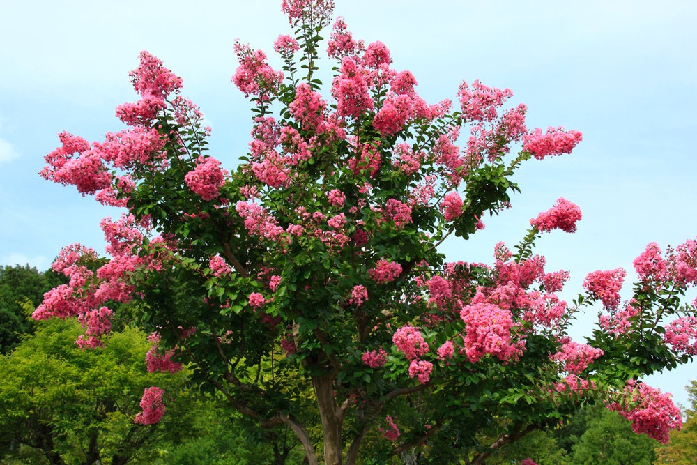 Crape Myrtle Tree Seeds - 50 Seeds - Beautiful Flowering Tree - Crepe Myrtle