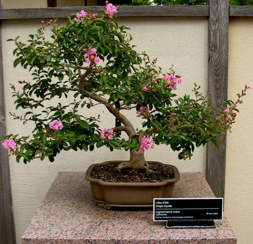 Crape Myrtle Bonsai Tree Seeds - 50 Seeds - Beautiful Flowering Bonsai Tree - Crepe Myrtle