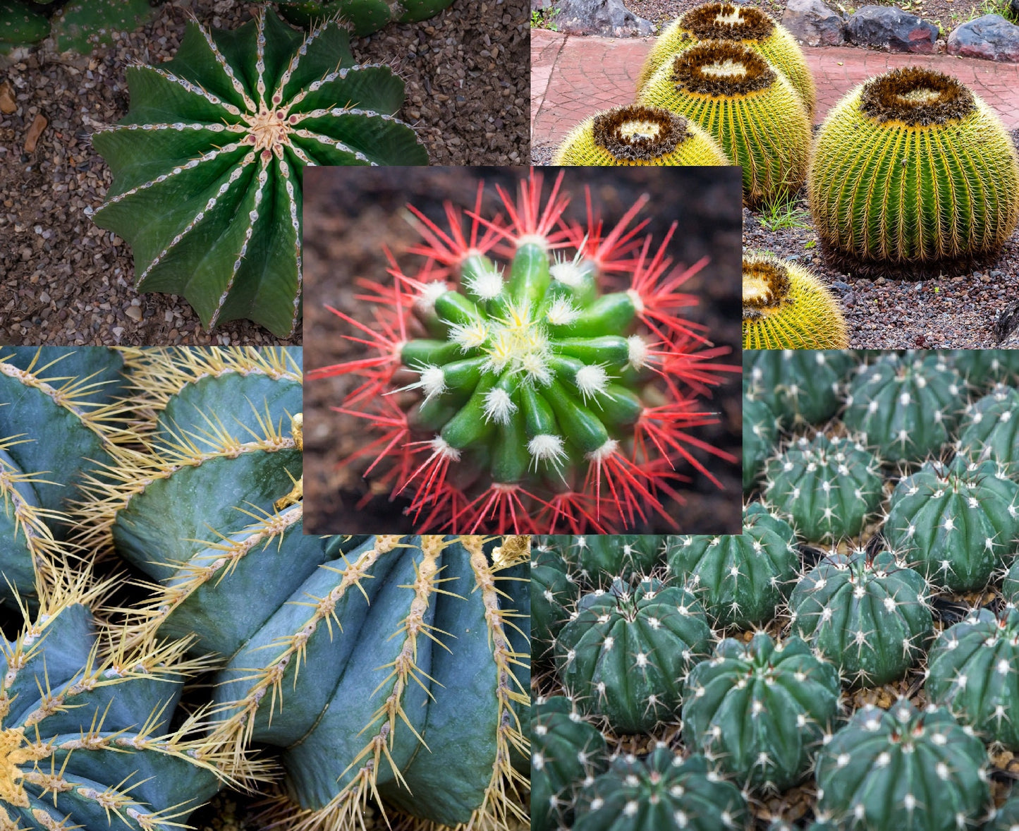 50 Ferocactus Species Mix Seeds - Barrel Shaped Cacti - Ships from Iowa, USA - Grow Exotic Cacti