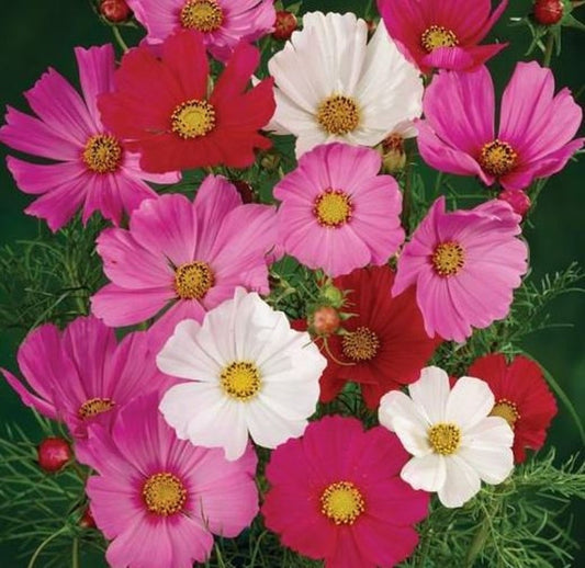 Cosmos Flower Seeds, Sensation Mix Color Seeds - Non-GMO Seeds - Ships from Iowa, USA