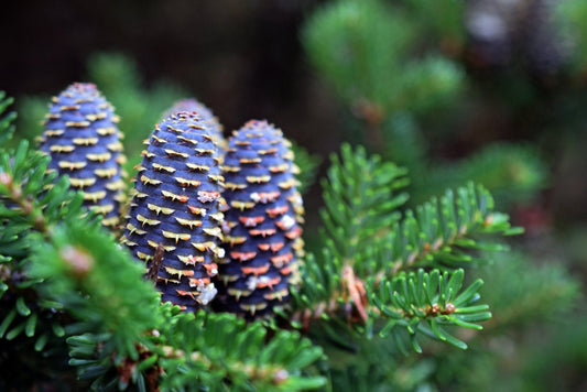 Korean Fir Tree Seeds - 30 Seeds - Prized Blue Cones - Ships from Iowa