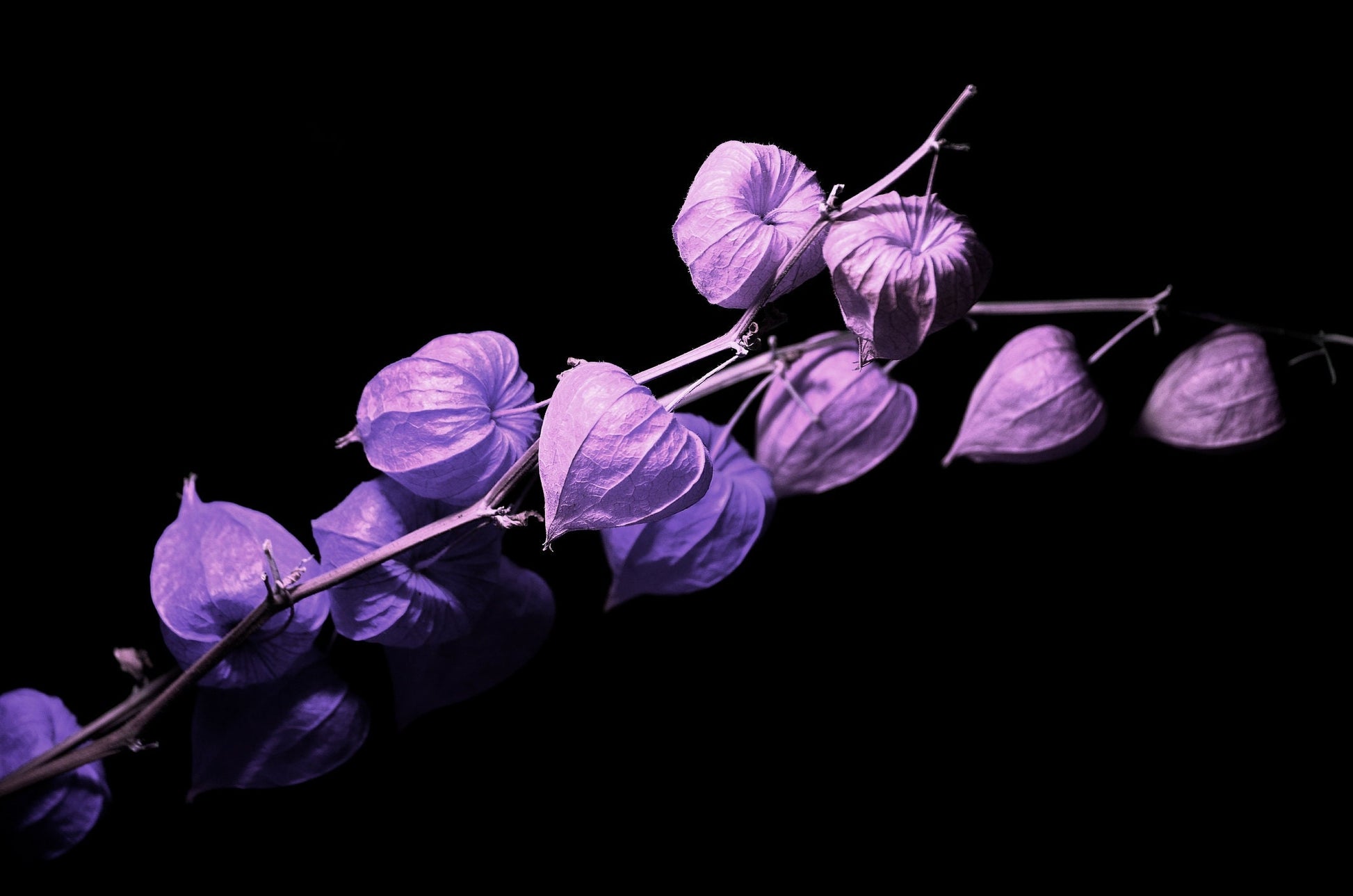 chinese lantern plant seeds Purple Chinese Lantern Seeds for Planting - 50 Seeds