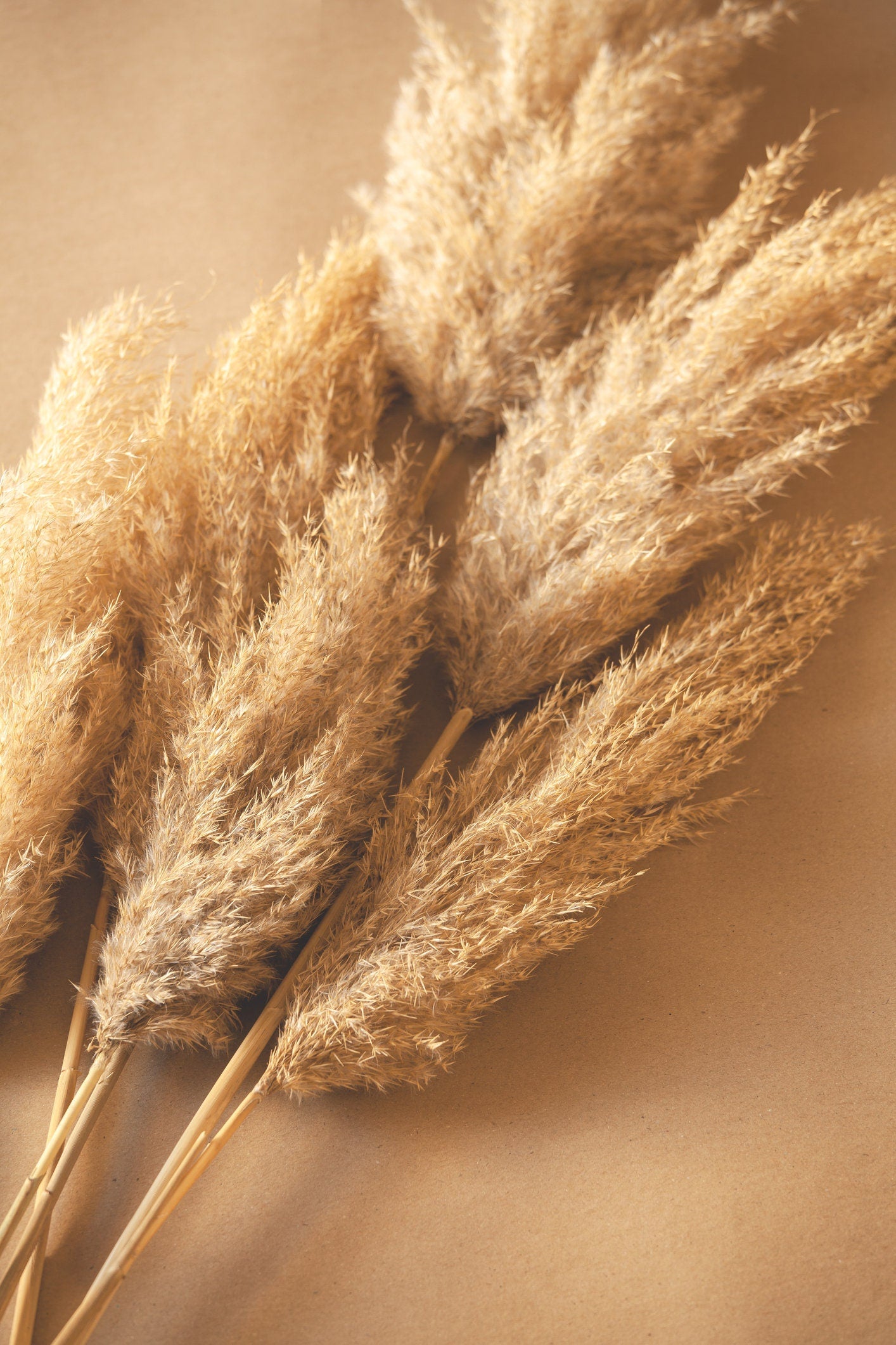 50 Real Pampas Grass Stalks 5 Feet Tall - 100% All Natural, Grown and Shipped from Iowa, USA. - Vase Filler, Wedding Decoration