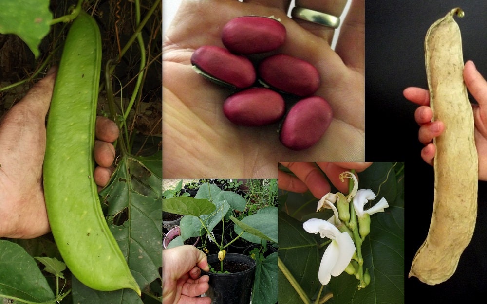 Giant Sword Jackbean - 4 Seeds to Grow - Canavalia gladiata - Huge Footlong Bean Pods