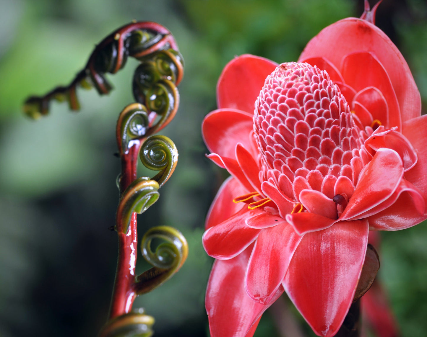 Red Torch Ginger Seeds - 10 Seeds - Hard to Find Ships from Iowa, USA - Etlingera Elatior Red Seeds