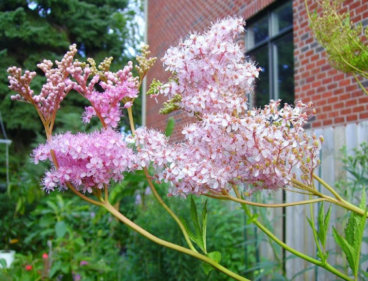 Queen of The Prairie Seeds - 15 Seeds to Grow - Filipendula rubra - Made in USA, Ships from Iowa. Rare and Hard to Find