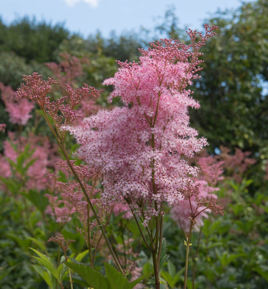 Queen of The Prairie Seeds - 15 Seeds to Grow - Filipendula rubra - Made in USA, Ships from Iowa. Rare and Hard to Find