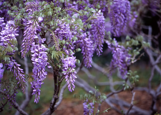 Chinese Wisteria Vine Seeds, 20 Pack - Highly Prized Flowering Bonsai, Wisteria sinensis - 20 Seeds to Grow