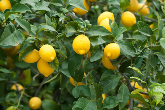 Lemon Tree Seeds, 30 Seeds