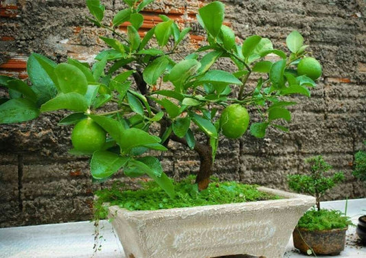 Lime Bonsai Tree Seeds - 20 Seeds - Grow a Delicious Fruit Bearing Bonsai Tree - Ships from Iowa.